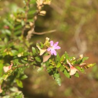Cuphea hyssopifolia Kunth
